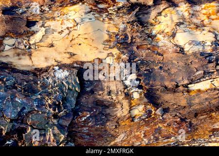 Nahaufnahme des abstrakten Zerfallsmusters, das auf der Oberfläche eines Kiefernholzes gefunden wurde, das als Treibholz an einem Strand angespült wurde. Stockfoto