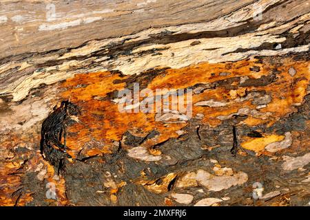 Nahaufnahme des abstrakten Zerfallsmusters, das auf der Oberfläche eines Holzkörpers gefunden wurde, der als Treibholz an einem Strand angespült wurde. Stockfoto