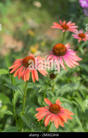 Echinacea Sombrero Adobe Orange im Blumengarten Stockfoto
