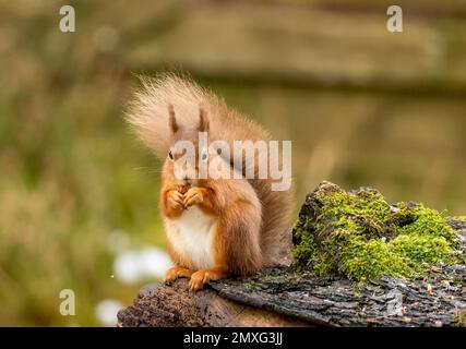 Nahaufnahme eines gewöhnlichen Eichhörnchens (Sciurus vulgaris) auf einem gebrochenen Baumstamm in einem Wald Stockfoto