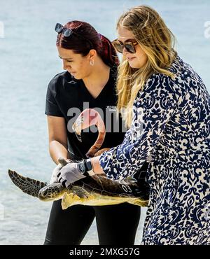 WILLEMSTAD - Prinzessin Amalia lässt eine Schildkröte ins Meer während eines Besuchs im Sea Turtle Conservation Curacao. Die Kronprinzessin hat eine zweiwöchige Einführung in die Länder Aruba, Curacao und St. Maarten und die Inseln, die die karibischen Niederlande bilden: Bonaire, St. Eustatius und Saba. ANP REMKO DE WAAL netherlands Out - belgien Out Credit: ANP/Alamy Live News Stockfoto