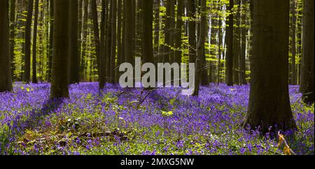 Die blauen oder violetten Hyazinthen-Wildblumen im Hallerbos-Wald bei Brüssel in Belgien blühen nur eine Woche im Frühling in voller Blüte. Visito Stockfoto