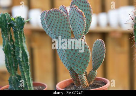 Nahaufnahme von Kakteen, die in Töpfen wachsen, einschließlich eines Bunny-Ohr-Kaktus, Opuntia, Makrokalyx. Stockfoto