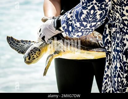 WILLEMSTAD - Prinzessin Amalia lässt eine Schildkröte ins Meer während eines Besuchs im Sea Turtle Conservation Curacao. Die Kronprinzessin hat eine zweiwöchige Einführung in die Länder Aruba, Curacao und St. Maarten und die Inseln, die die karibischen Niederlande bilden: Bonaire, St. Eustatius und Saba. ANP REMKO DE WAAL netherlands Out - belgien Out Credit: ANP/Alamy Live News Stockfoto