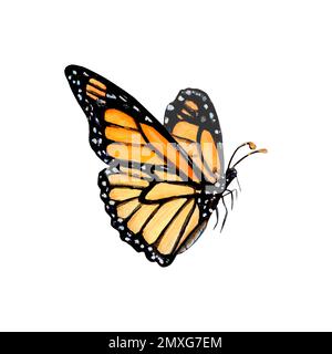 Abbildung einer orangefarbenen Zeichnung eines Monarchen-Schmetterlings in Aquarell Stockfoto