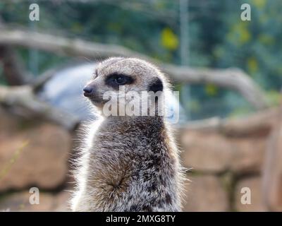 Ein selektiver Fokusschuss eines Erdmännchens (Suricata suricatta), der nach etwas sucht Stockfoto