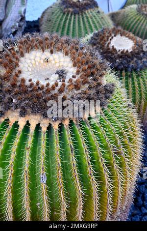 Goldfass-Kaktus (Echinocactus grusonii) Nahaufnahme, auch bekannt als Goldball oder Schwiegermütterkissen, Gran Canaria Stockfoto