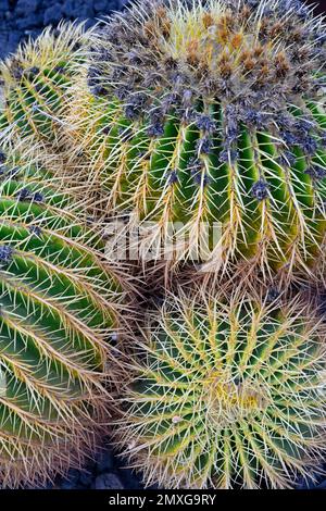 Goldfass-Kaktus (Echinocactus grusonii) Nahaufnahme, auch bekannt als Goldball oder Schwiegermütterkissen, Gran Canaria Stockfoto