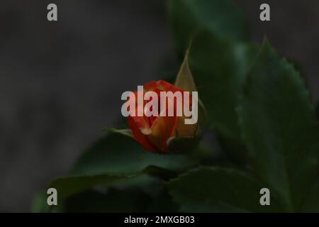 Eine orangefarbene Rosenknospe vor einem Hintergrund grüner Blätter in Nahaufnahme mit Platz für Text im Kopierraum. Rosenblumen wachsen. Stockfoto