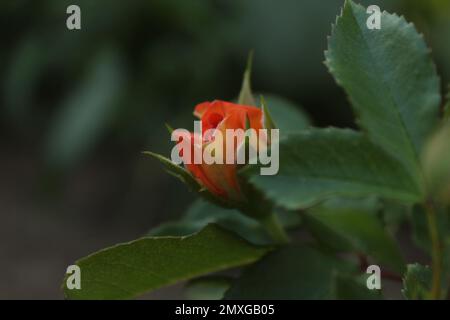 Eine orangefarbene Rosenknospe vor einem Hintergrund grüner Blätter in Nahaufnahme mit Platz für Text im Kopierraum. Rosenblumen wachsen. Stockfoto