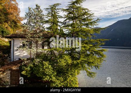 Tolle Zedern oder Kiefern - Blick vom Olive Trail in Lugano und See neben und Berge - Schweizer Alpen in der Ferne. Stockfoto