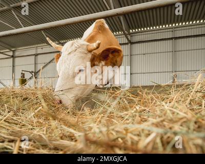 Braune Kuh kaut Heu. Kühe- und Bullenbestand im Stall. Tierhaltung. Säugetiere auf dem Bauernhof. Stockfoto