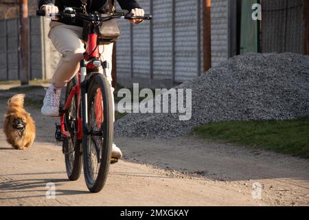 Ein Mädchen fährt auf einem Elektrofahrrad die Straße entlang und ein Pekingese läuft ihr im Frühling in der Sonne in der Ukraine nach Stockfoto