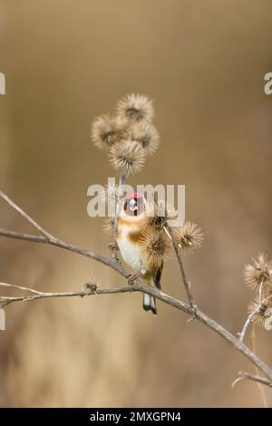 Europäischer Goldfink Carduelis carduelis, Erwachsenenfütterung von Klette, Suffolk, England, Januar Stockfoto