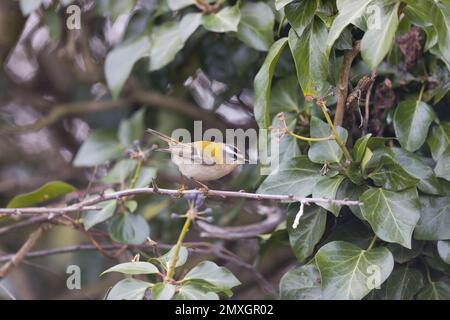 Firecrest Regulus ignicapillus, Erwachsener hoch oben auf dem Zweig, Suffolk, England, Februar Stockfoto