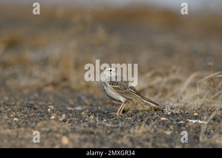 Berthelot's Pipit auf Lanzarote Island Stockfoto