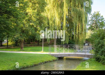 Frühlingsweide im Englishergarten in München Salix babylonica (Babylonweide oder Trauerweide) Stockfoto