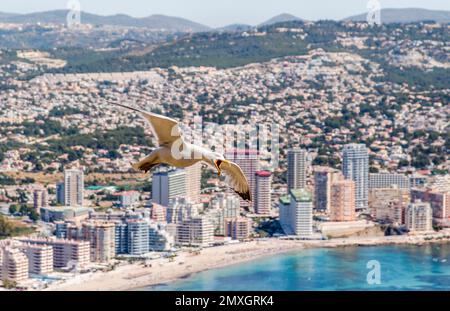 Strand mit Gebäuden und einer Möwe aus der Luft. Mediterrane Küstenlandschaft in der Stadt Calpe. Küstenstadt in der Gemeinde Valencia, Al Stockfoto