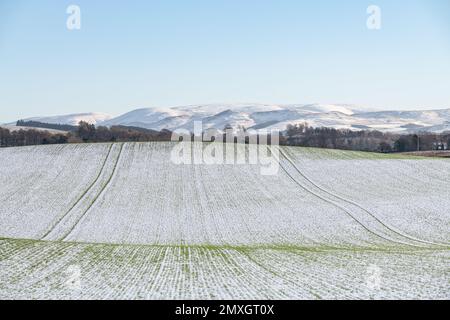 Wintergerstenfeld mit Schnee und schneebedeckten Hügeln im Hintergrund Stockfoto