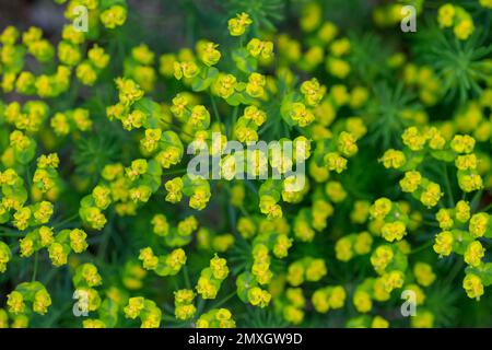 Euphorbia cyparissias, Zypressen-Frühlingsblütenkraut. Mehrjährige Zierpflanzen im Landschaftsdesign, Garten oder Park, abstraktes Muster, Draufsicht Stockfoto