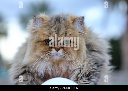 Nahaufnahme einer Orange Longhair Cat mit farbenfrohem Hintergrund. Stockfoto