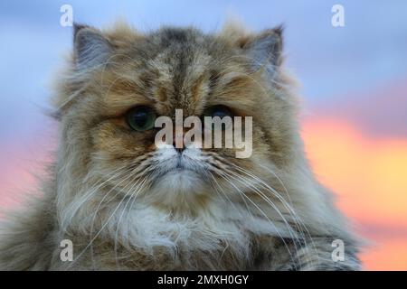 Nahaufnahme einer Orange Longhair Cat mit farbenfrohem Hintergrund. Stockfoto