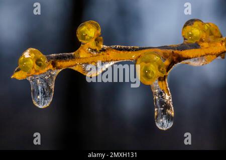 American Witch-Hazel, Hamamelis virginiana, Blumen und Zweige, die nach einem eisigen Regen in Zentral-Michigan, USA, mit Eis verziert sind Stockfoto