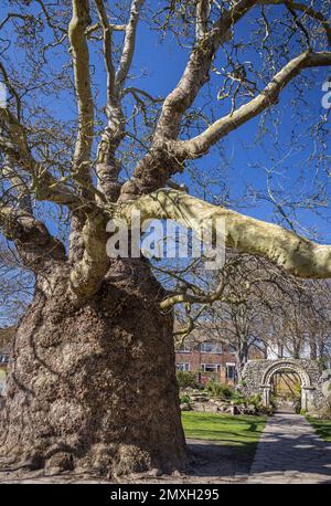 Oriental plane (Platanus Orientalis) in Westgate Gardens, Canterbury, Kent, England Stockfoto