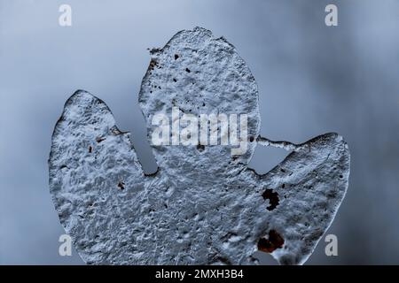 Sassafras, Sassafras albidum, Blattguss nach eiskaltem Regen in Zentral-Michigan, USA Stockfoto