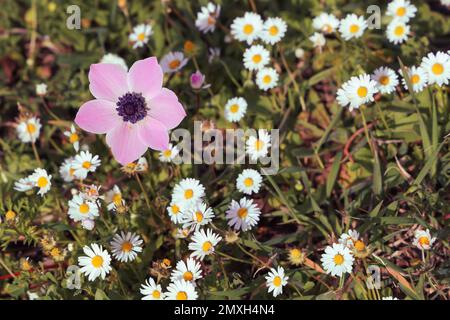 Eine rosafarbene Blume in einem Feld aus weißen und gelben Blumen, ökologisches Image, viele kleine Gänseblümchen, Frühlingsblumen, die Natur wacht auf. Stockfoto