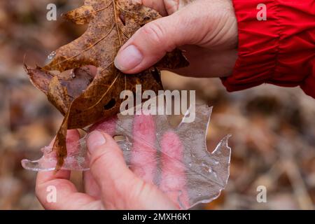 Northern Red Oak, Quercus rubra, Blattguss nach eiskaltem Regen in Zentral-Michigan, USA Stockfoto