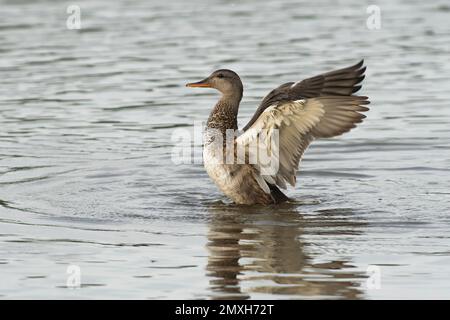 Gadwall (Anas strepera) junger drake, der nach einem Bad im Wasser eines Sees Flügel ausbreitet Stockfoto