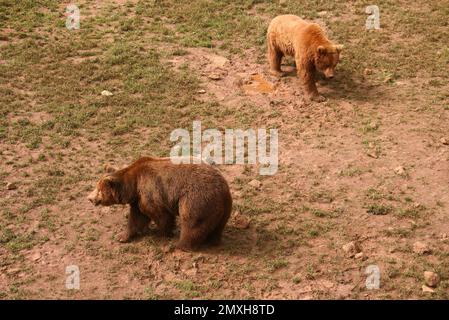 Zwei Braunbären Ursus arctos Cabarceno Naturpark Penagos Cantabria Spanien Stockfoto