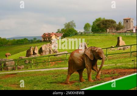Afrikanische Elefanten Elephas africana Cabarceno Naturpark Penagos Cantabria Spanien Stockfoto