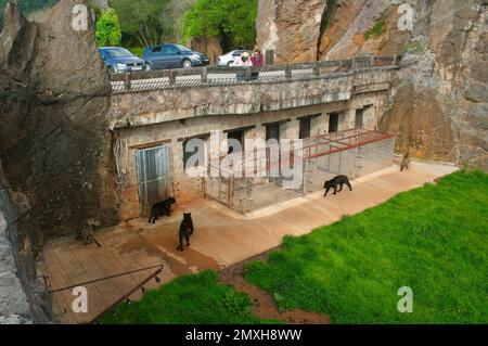 Melanistischer jaguar oder schwarzer Panther und jaguar Panthera onca Cabarceno Naturpark Penagos Cantabria Spanien Stockfoto