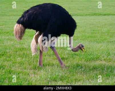 Strauß mit offenem Mund (Struthio camelus) Mit dem Kopf nach unten in Grasfeld Cabarceno Tierpark Kantabrien Spanien Stockfoto