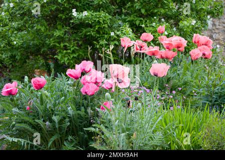 Rosa Mohn, Mohnpflanzen, die in einem Blumenbeet im britischen Garten wachsen Stockfoto