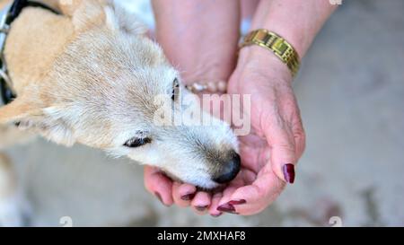 Der kleine Hund trinkt an heißen, sonnigen Tagen aus den Händen einer Frau. Stockfoto