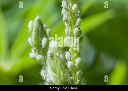 Befall einer Lupinenpflanze in einem britischen Garten mit Lupinen-Blattläuse (Macrosiphum albifrons) Stockfoto