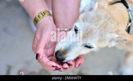 Der kleine Hund trinkt an heißen, sonnigen Tagen aus den Händen einer Frau. Stockfoto