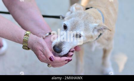 Der kleine Hund trinkt an heißen, sonnigen Tagen aus den Händen einer Frau. Stockfoto