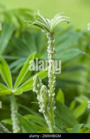 Befall einer Lupinenpflanze in einem britischen Garten mit Lupinen-Blattläuse (Macrosiphum albifrons) Stockfoto