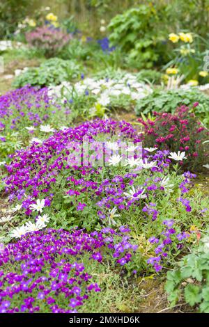 Aubrieta (Aubretia) und Anemone blanda Blumen, mehrjährige blühende Pflanzen in einem britischen Blumenbeet im Frühling. Stockfoto