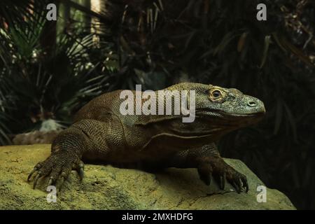 Eine Nahaufnahme des Komodo-Monitors auf einem Stein Stockfoto