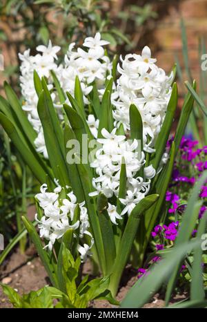 Weiße Hyazinthen-Zwiebeln (Hyacinthus), die im Frühling in einem englischen Garten auf einem Blumenbeet wachsen Stockfoto