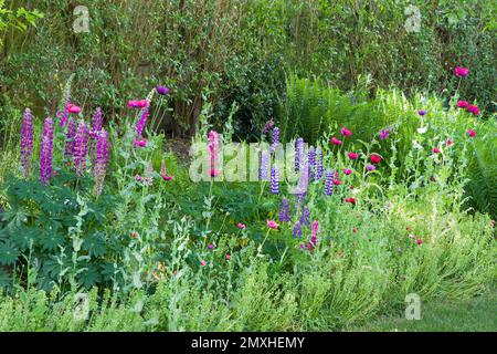 Frühlingsgartenblumen. Lupinen und Mohn wachsen in einem Blumenbeet im britischen Garten Stockfoto