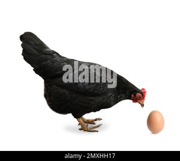 Schönes Huhn und Ei auf weißem Hintergrund Stockfoto