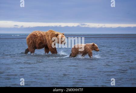 Eine schöne Aufnahme von einer Grizzlybärmutter und ihrem Junges, die in einem flachen See spazieren Stockfoto
