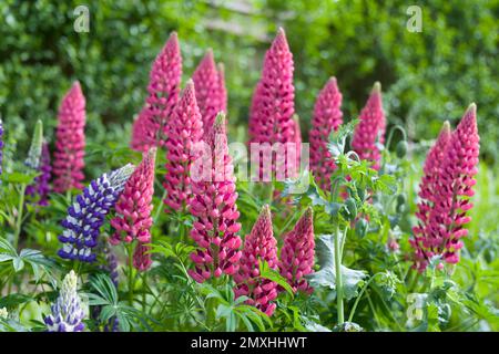 Lupinen- oder Lupinenblumen, mehrjährige Pflanzen in einem britischen Blumenbeet Stockfoto