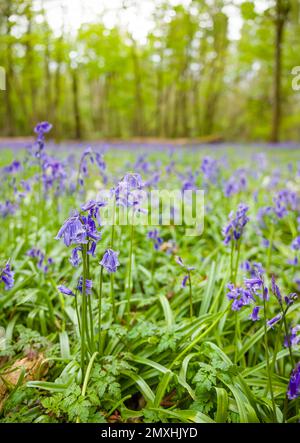 Nahaufnahme der gewöhnlichen Blauzungenbläschen (Hyacinthoides non-scripta). Einheimische oder englische Blüten in Wäldern, Großbritannien Stockfoto